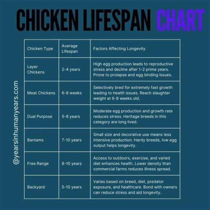 What is the average lifespan of a laying hen?