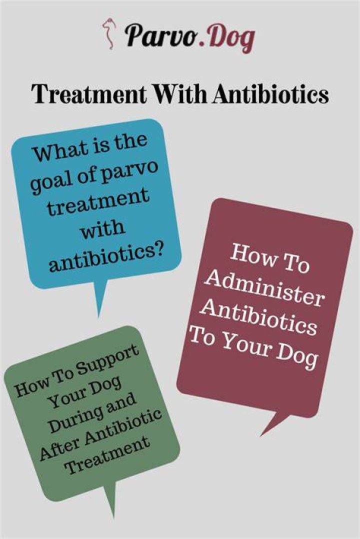 What is the best antibiotic for parvo?