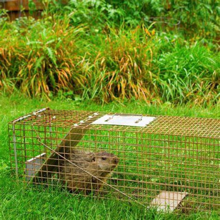 What is the best bait for groundhogs?