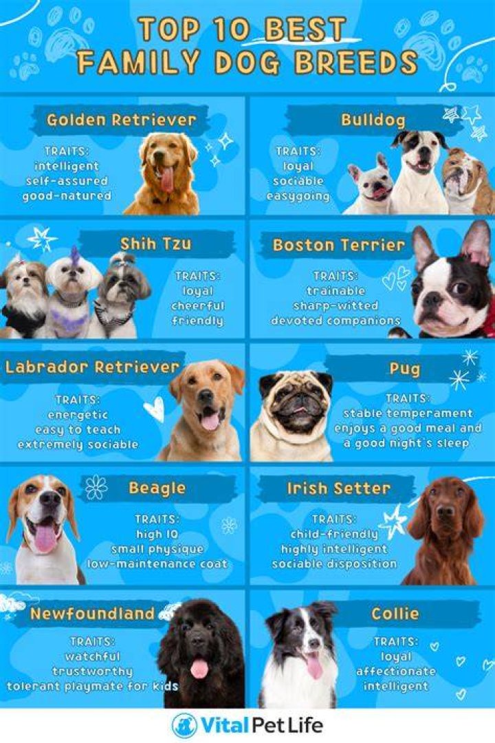 What is the best dog to own?