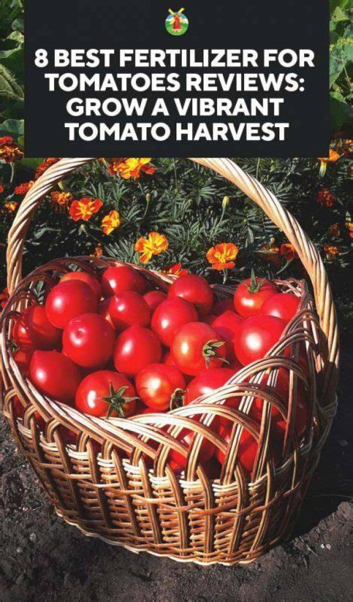 What is the best fertilizer for tomatoes?