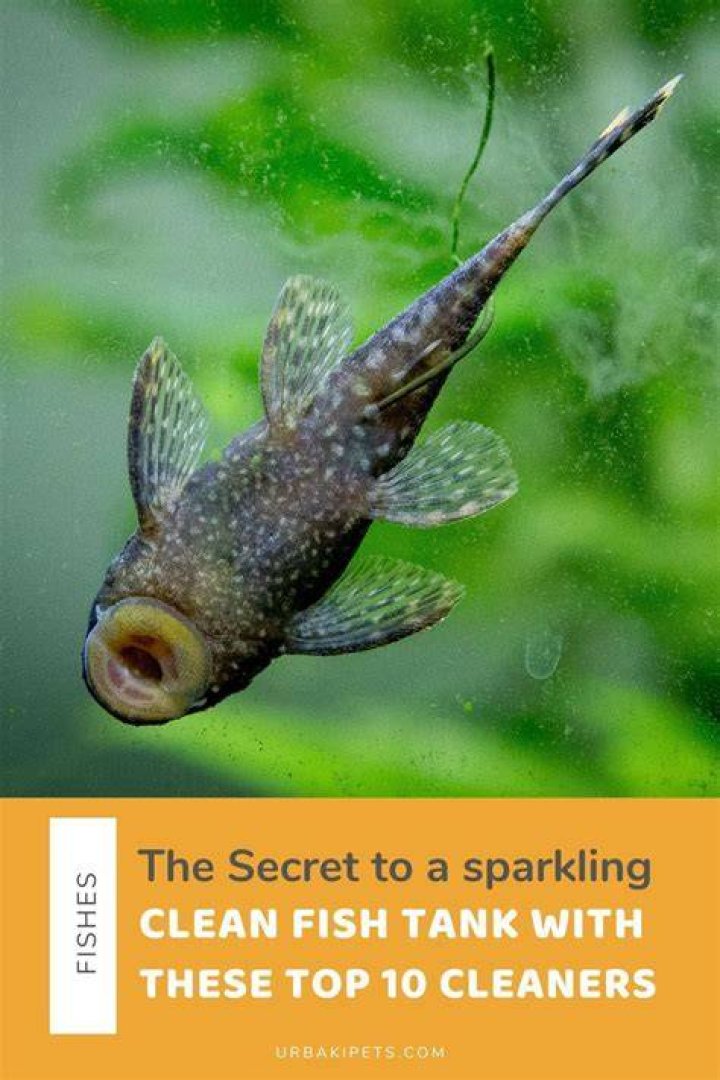 What is the best fish to keep tank clean?