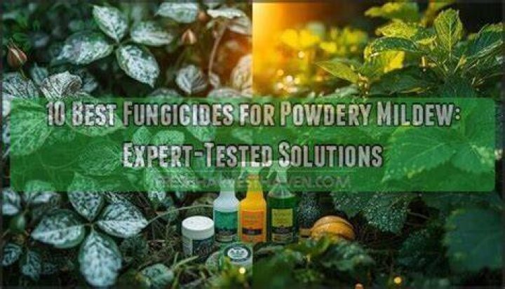 What is the best fungicide for powdery mildew?