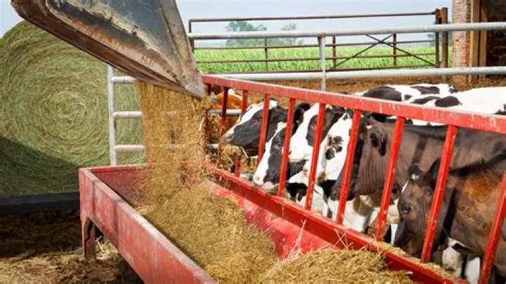 What is the best hay to feed cattle?