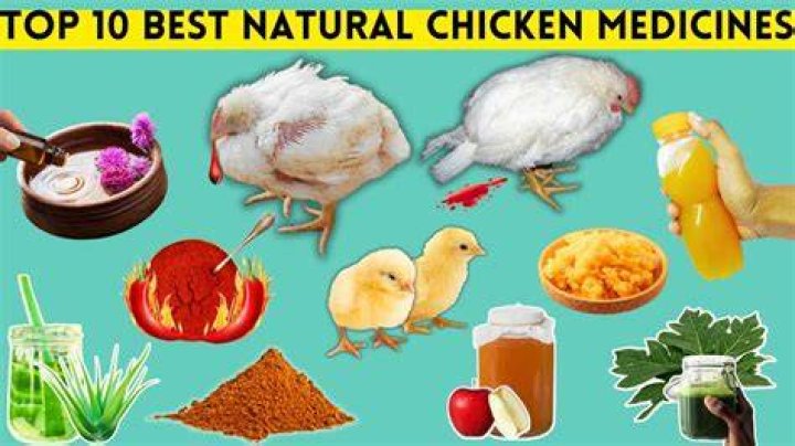 What is the best herbal medicine for chicken?