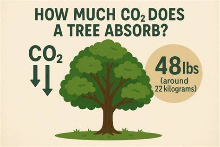 What is the best plant to absorb co2?
