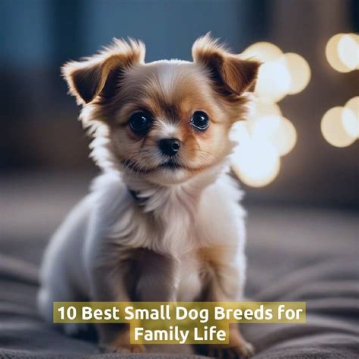 What is the best small family dog?