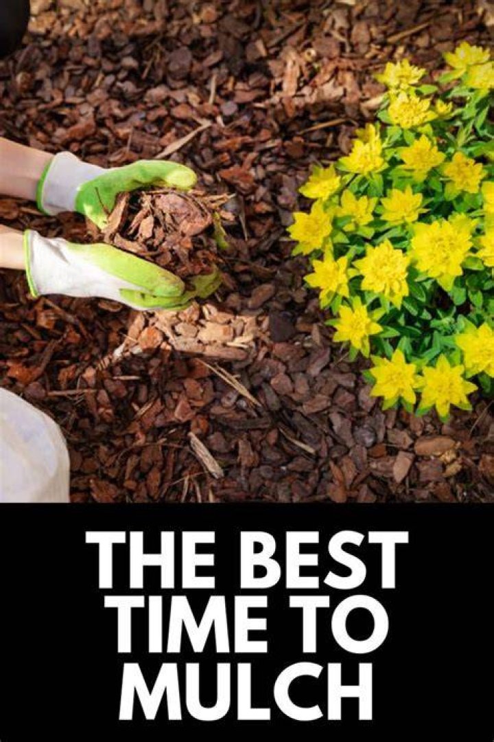 What is the best time to apply mulch?