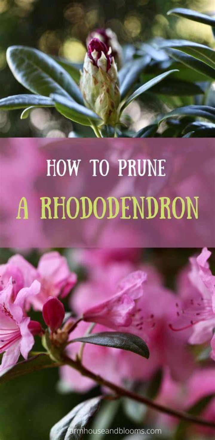 What is the best time to prune rhododendron?