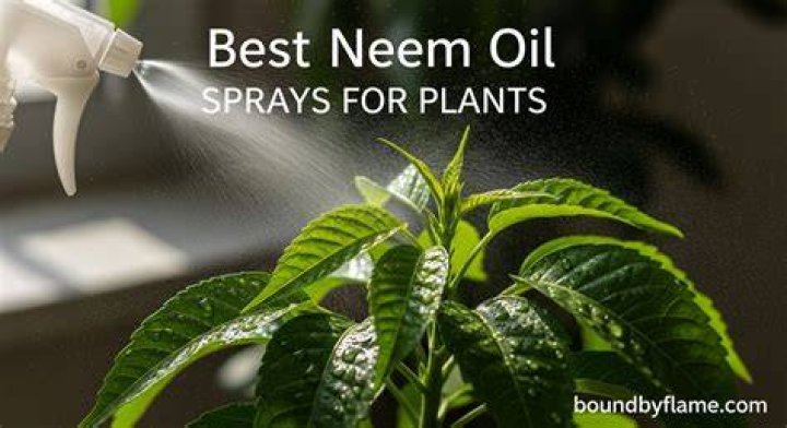 What is the best time to spray neem oil on plants?