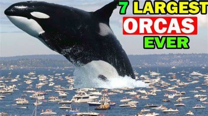 What is the biggest killer of fish?