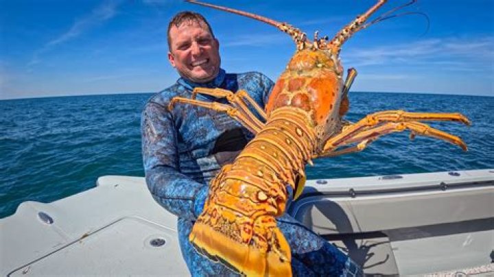 What is the biggest lobster?