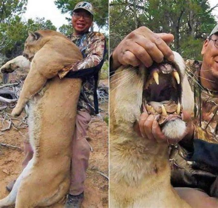 What is the bite force of a mountain lion?