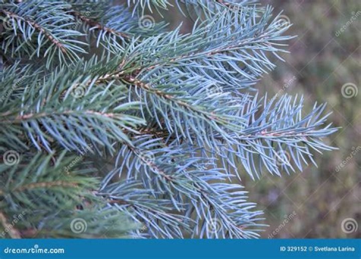 What is the bluest pine tree?