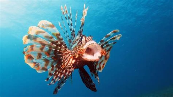 What is the coolest looking fish?