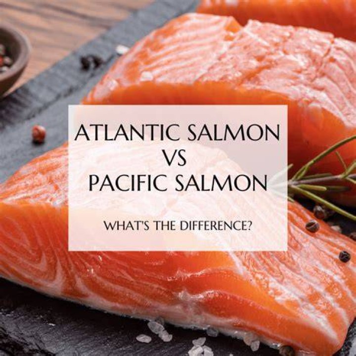 What is the difference between Atlantic salmon and Alaskan salmon?