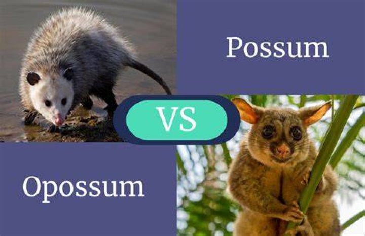 What is the difference between possum and opossum?