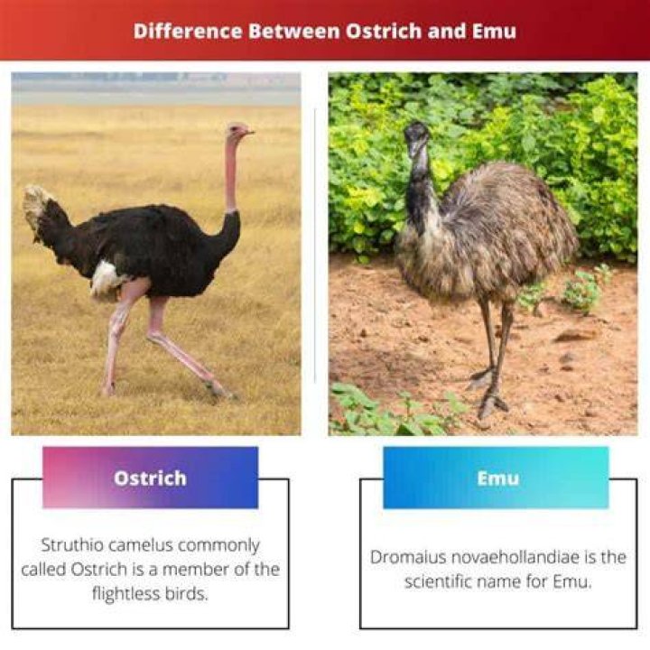 What is the difference between the EU and the EMU?