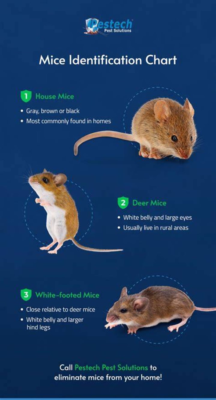 What is the different between MICE and mouse?