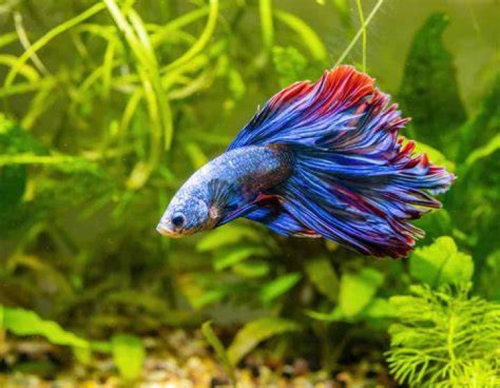 What is the easiest pet fish?