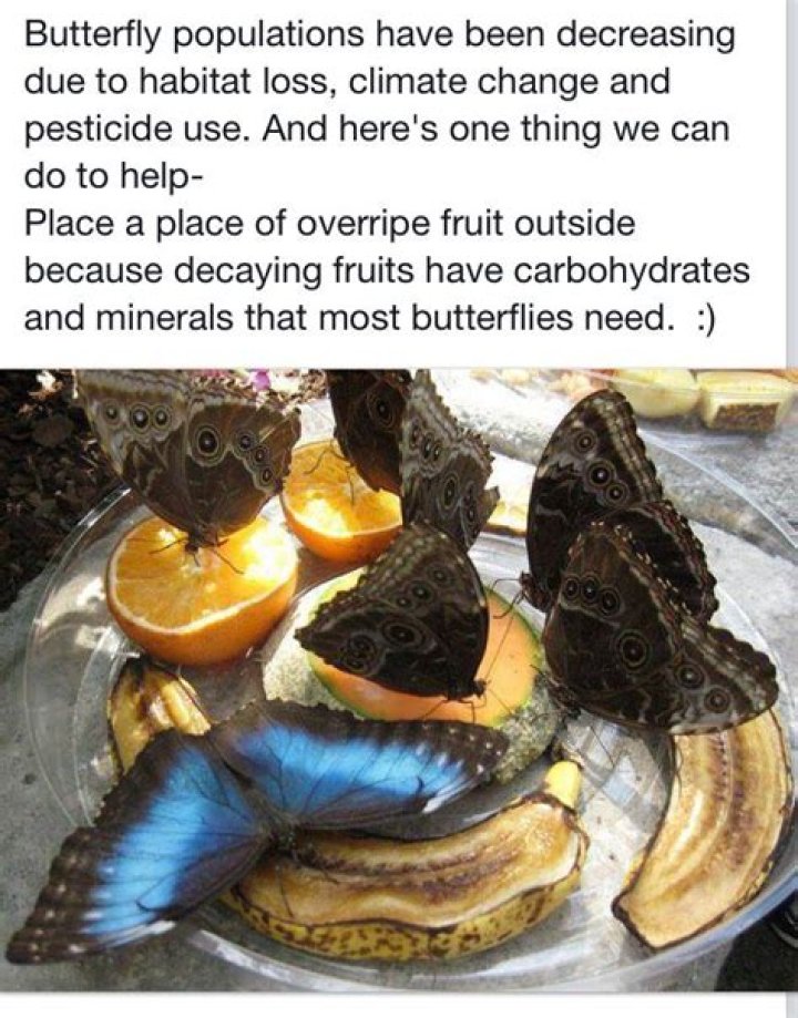 What is the Favourite food of butterfly?