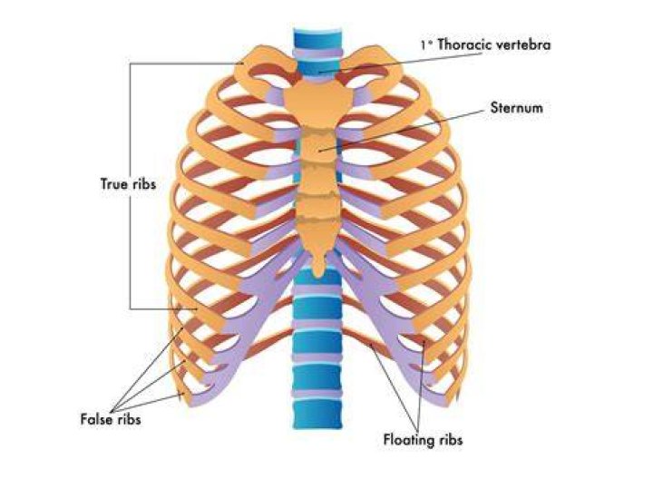 What is the floating rib?