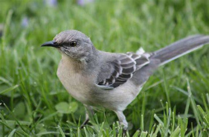 What is the friendliest wild bird?