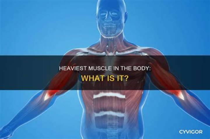 What is the heaviest muscle in the body?