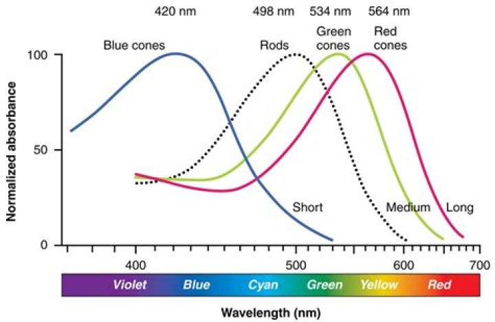 What is the human perception of color?