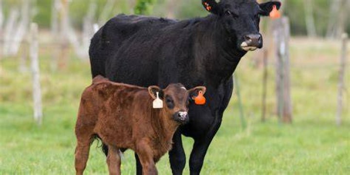 What is the identification method for calves?