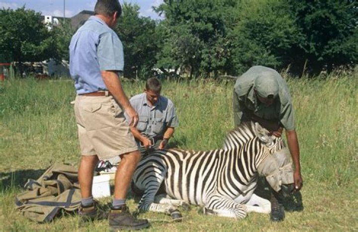 What is the job of a wildlife manager?
