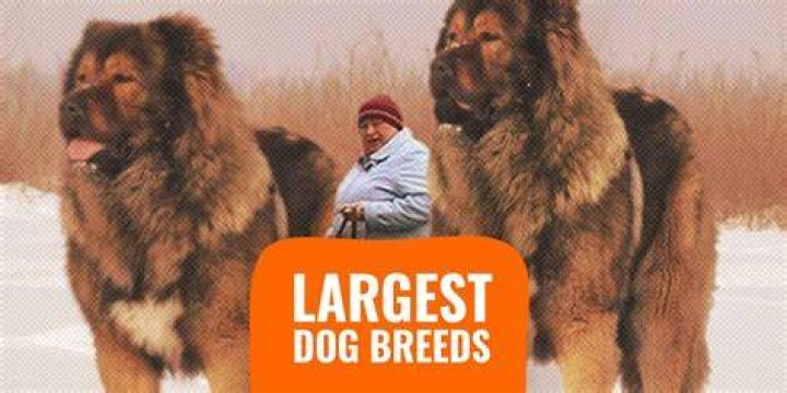 What is the largest dog breed?