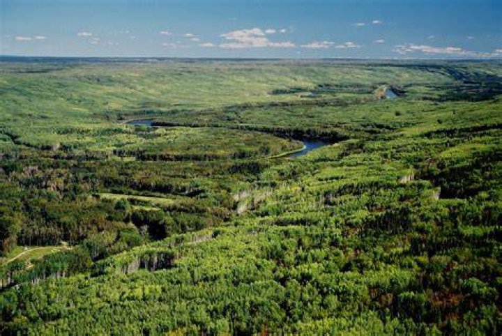 What is the largest forest in Canada?