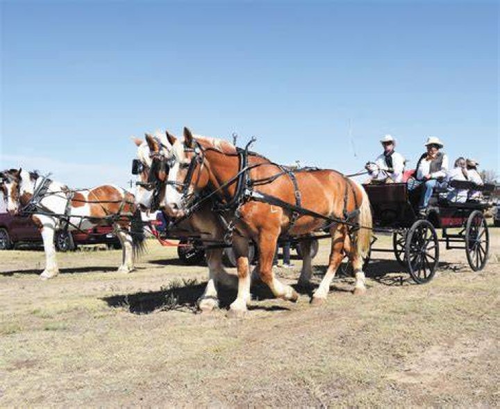 What is the leader of a wagon train called?