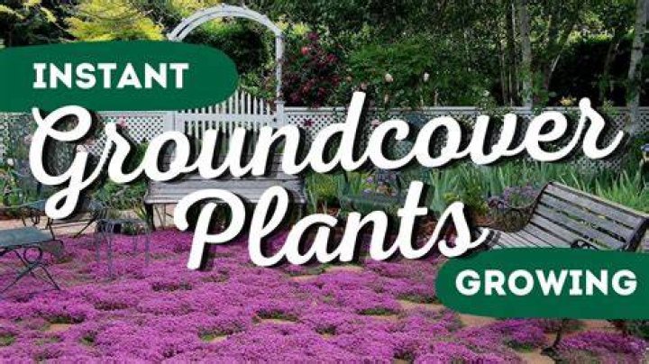 What is the least expensive ground cover?