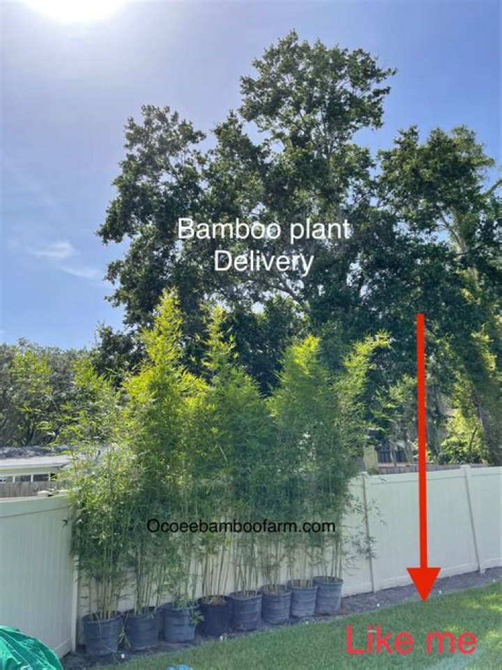 What is the least invasive bamboo?
