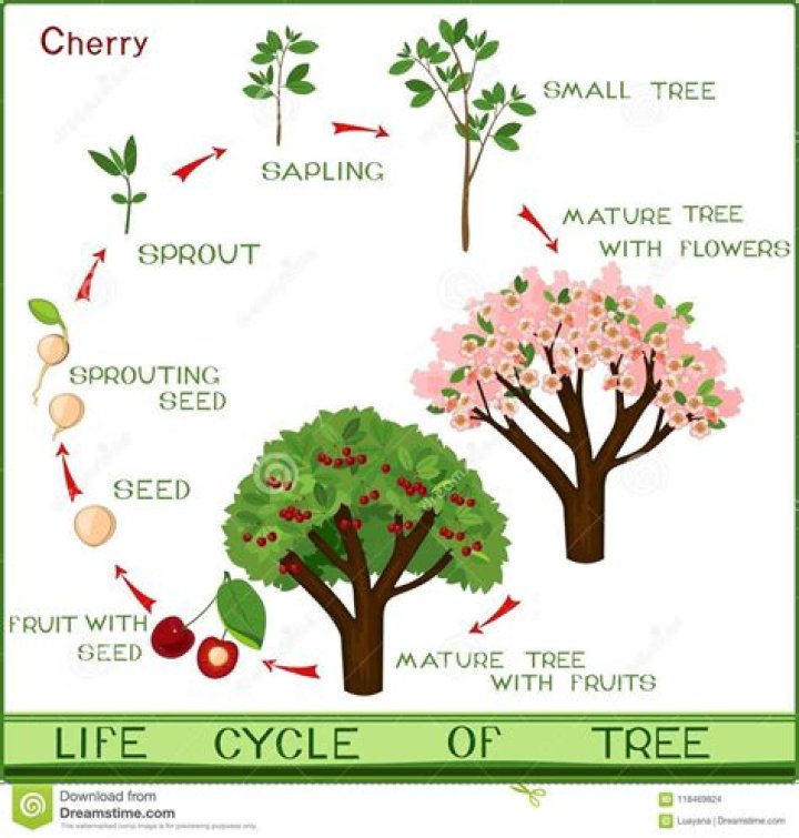 What is the life cycle of a cherry tree?