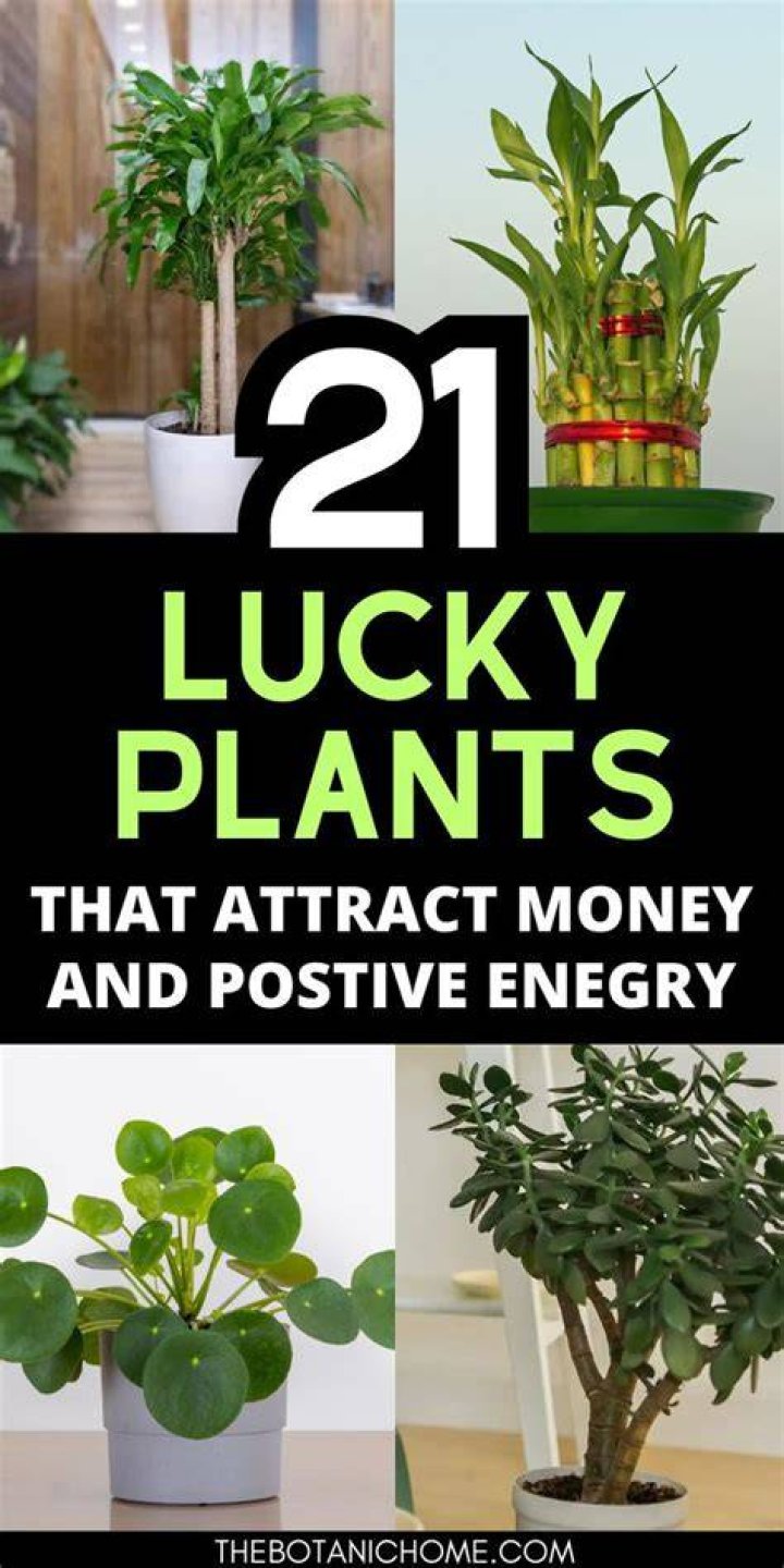 What is the luckiest indoor plants?
