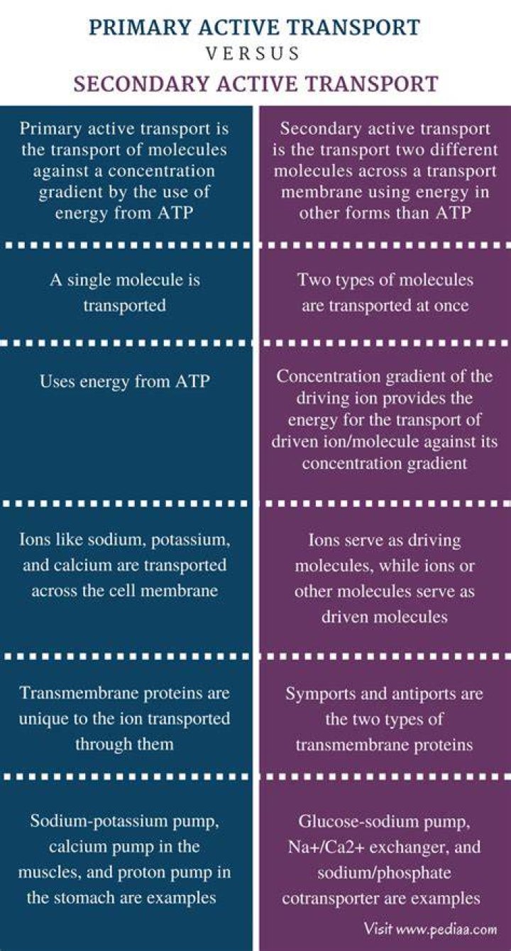 What is the main difference between primary and secondary active transport quizlet?