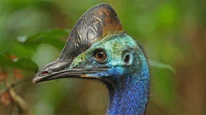 What is the meanest bird?