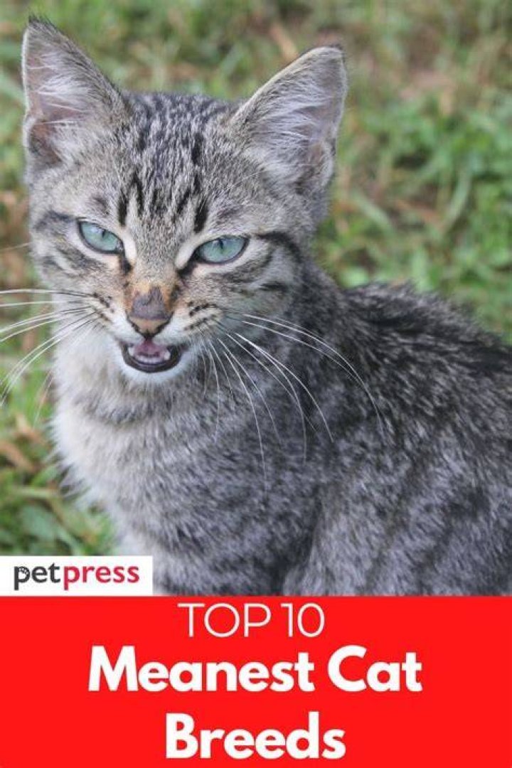 What is the meanest cat breed?