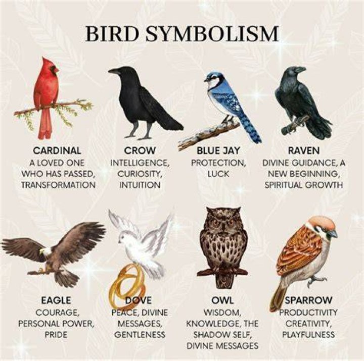 What is the meaning of as free as a bird?
