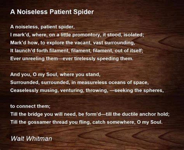 What is the message of A Noiseless Patient Spider?