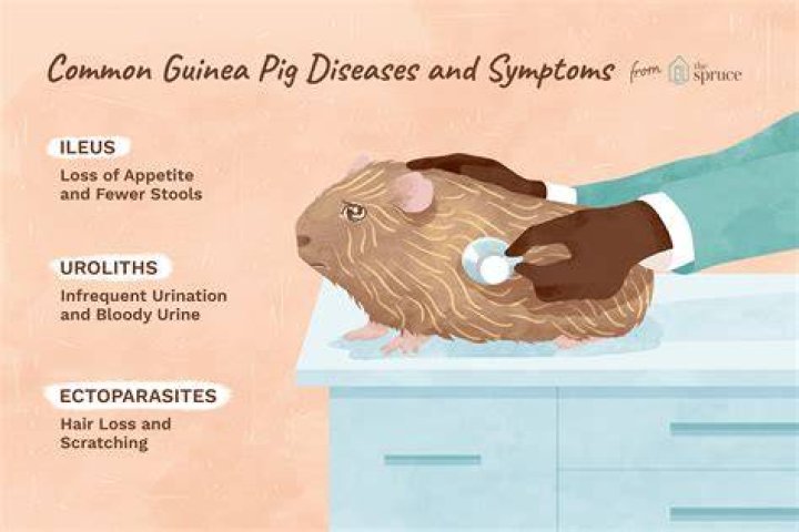 What is the most common cause of death in guinea pigs?