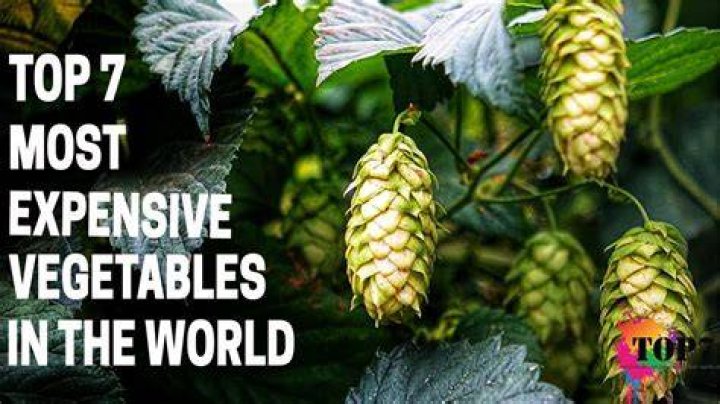 What is the most expensive vegetable in the world?