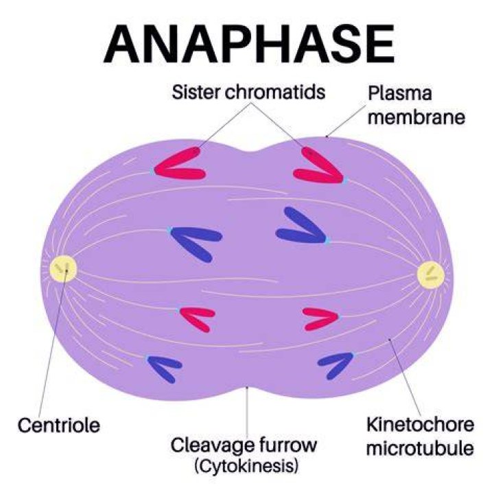 What is the most important part of anaphase?