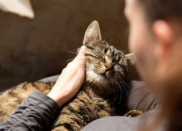What is the most loving type of cat?