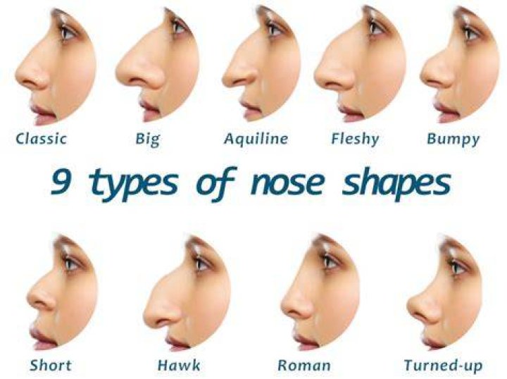 What is the most popular nose shape?
