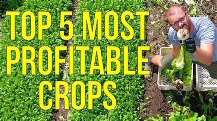 What is the most profitable plant to grow?