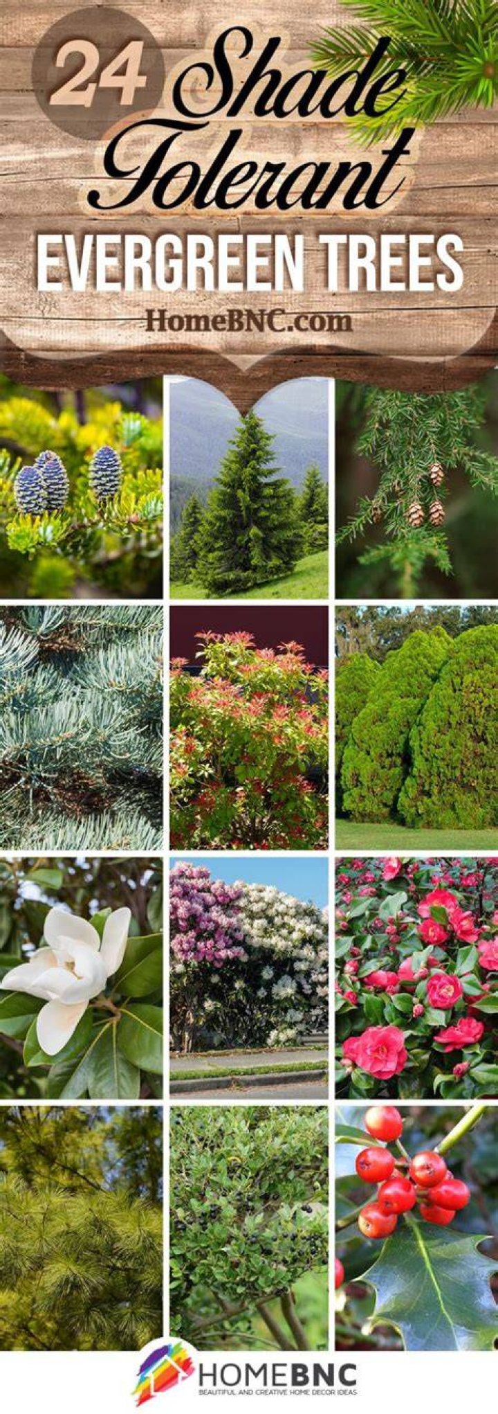 What is the most shade tolerant evergreen tree?